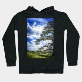 Cedar of Lebanon tree with blue sky Hoodie